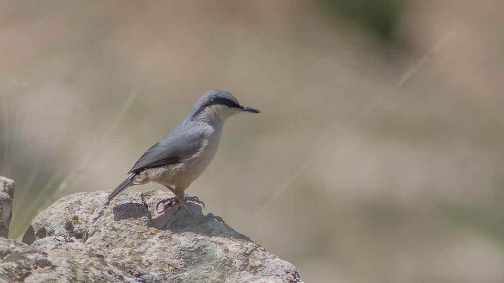 Eastern Rock Nuthatch